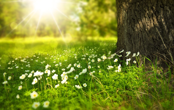 Sonnenlicht auf einer grünen Wiese